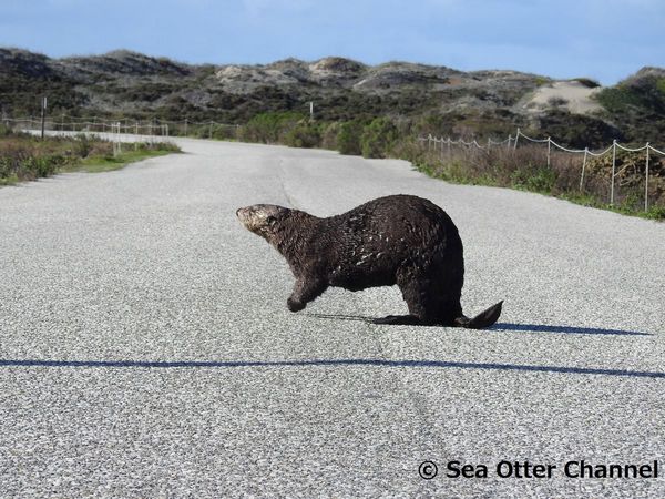 Otter road